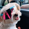 Pit Viper + The Gobby Originals Double Wide Polarized - 4