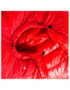 Pajak + Radical 16H Red - 3